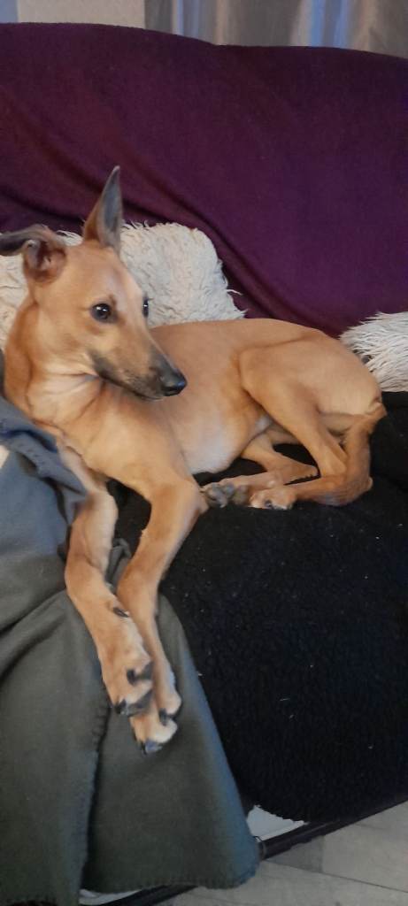 Whippet cross