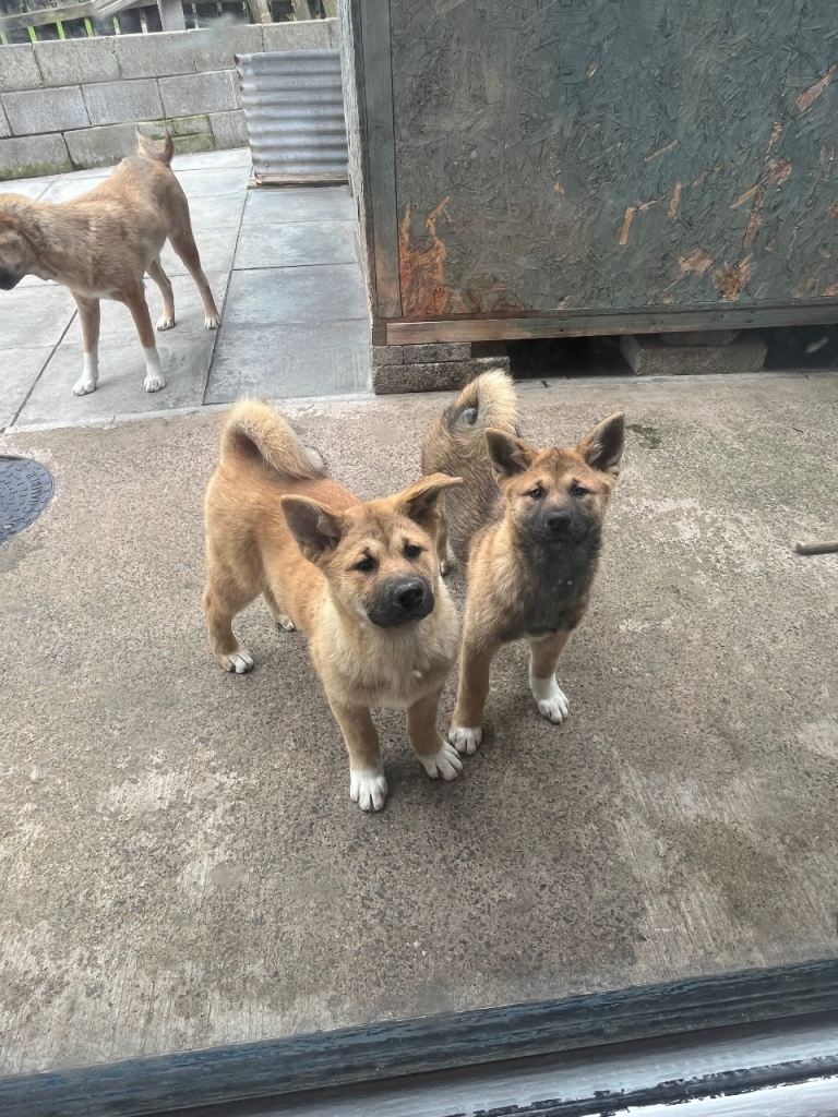 Akita 