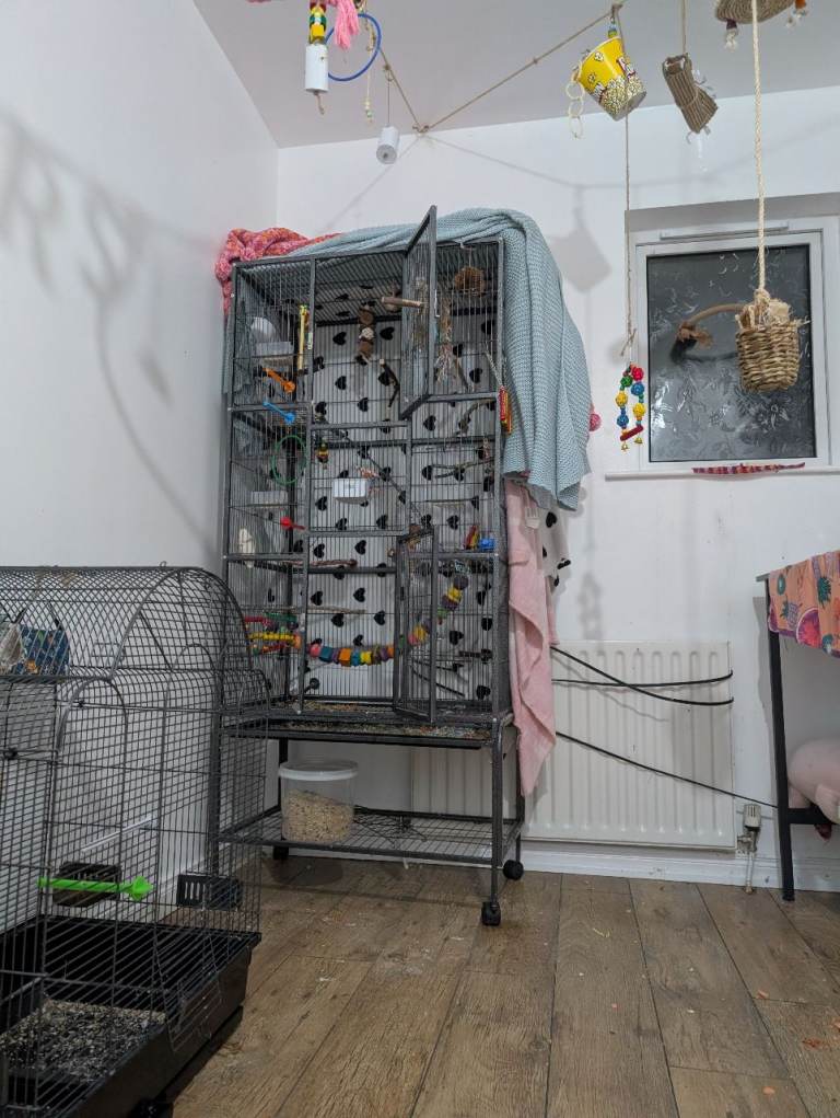 Birds Pair, Large Cage