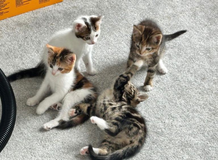 Kittens for sale 