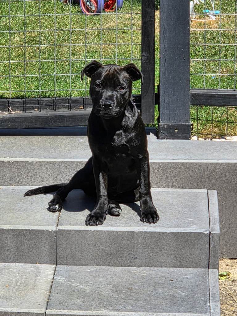 5 months 26days  staffy Staffordshire bull terrier puppy
