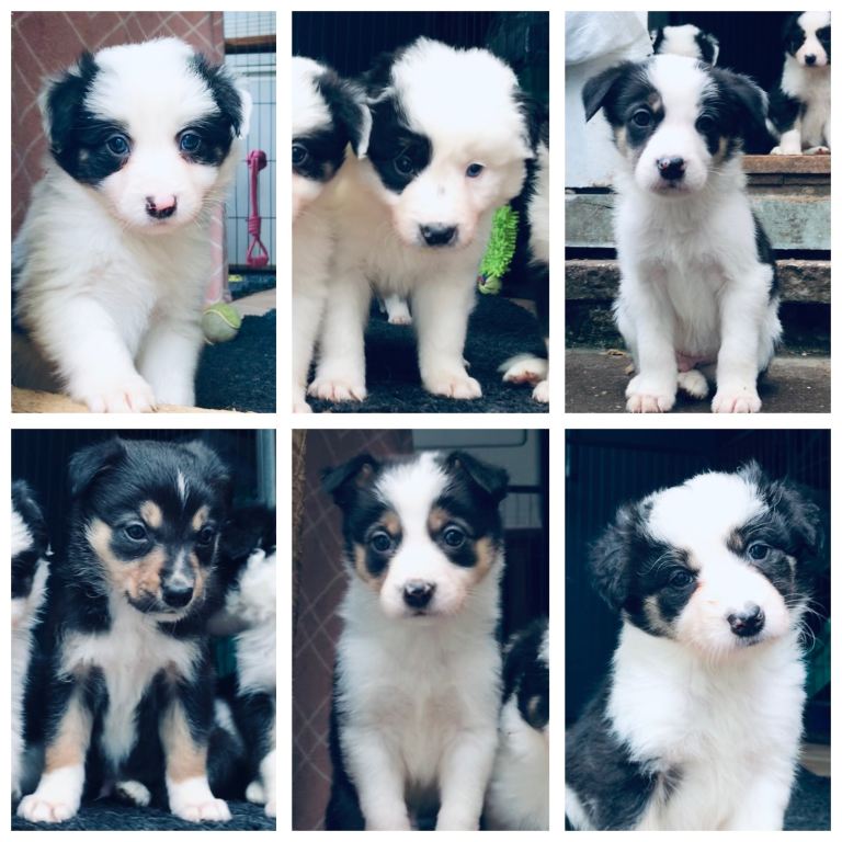 Beautiful Border Collie Puppies - Classic Black & White Tricolour