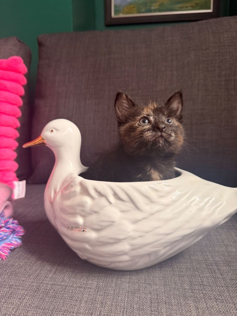 🐾 Beautiful Kittens Looking for Loving Homes 🐾