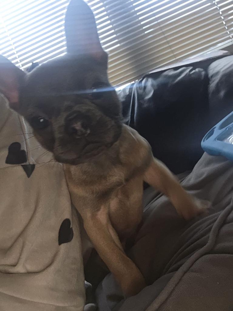 French bulldog 