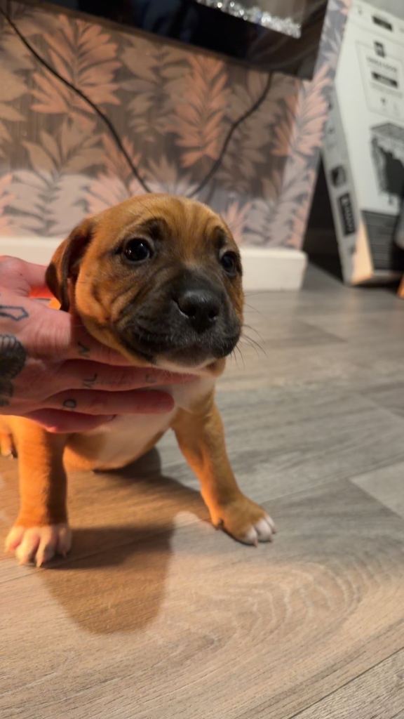 Staffordshire bull terrier pup 