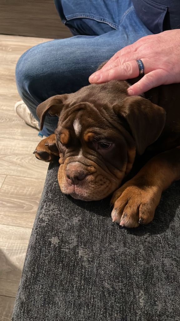 Olde English Bulldogge