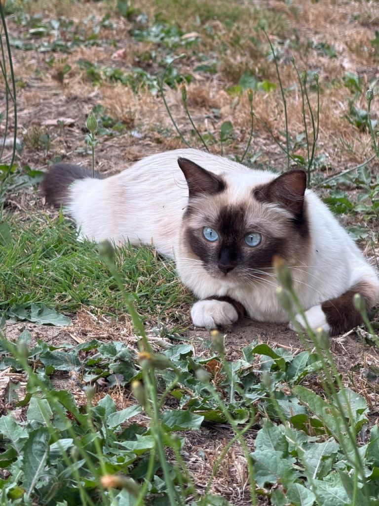 Ragdoll Girl