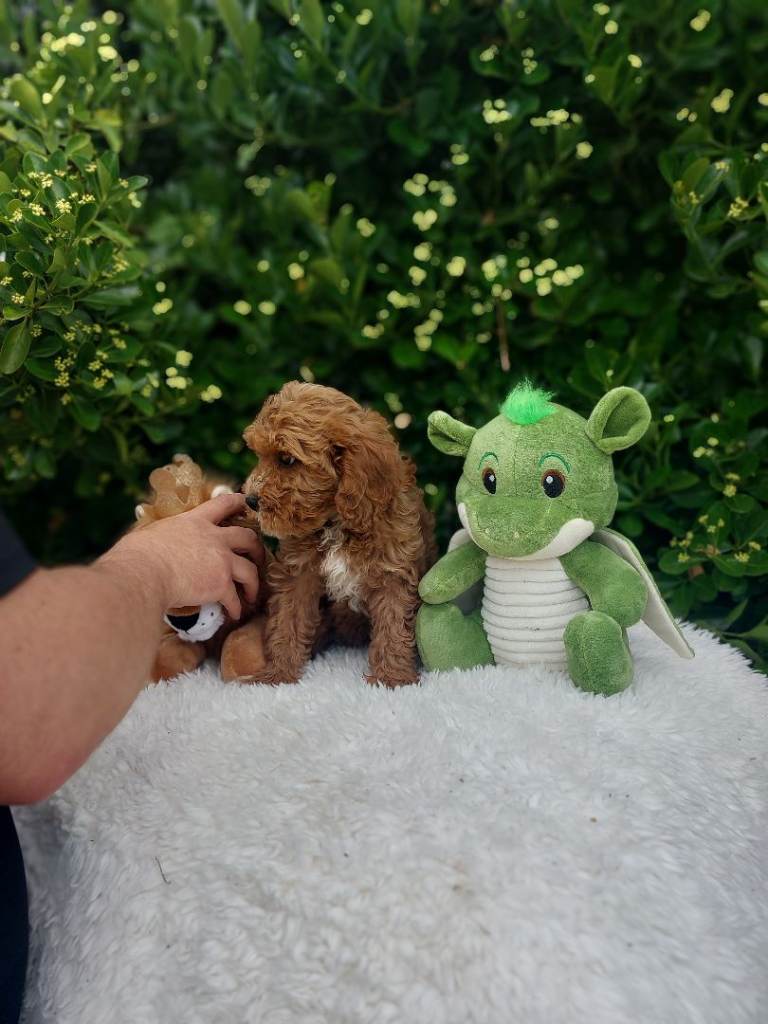 Exceptional F1 Cavapoo Puppies 