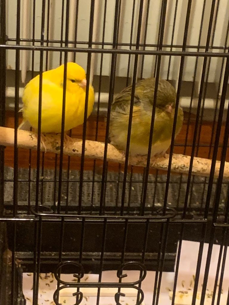 Two canaries for sale 