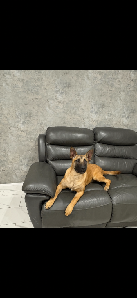 Belgian Malinois Pups For Sale