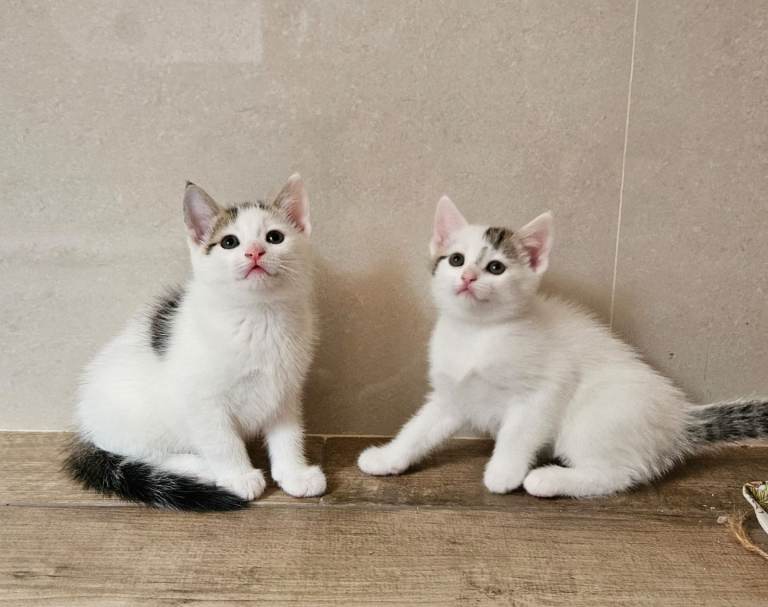 Lovely kittens boy and girl 