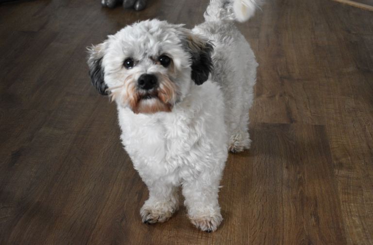 Bichon Frise x Shih Tzu