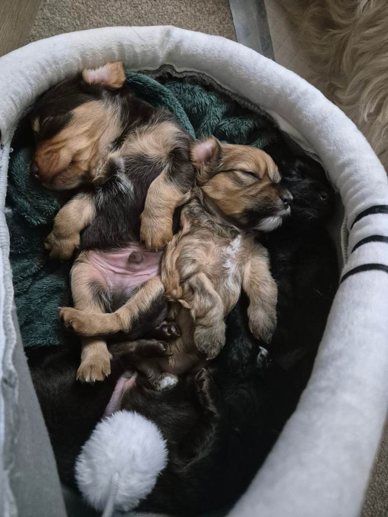 Male puppies 