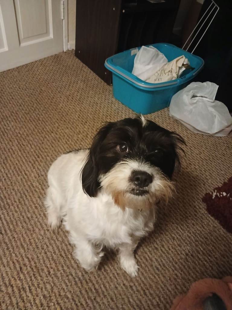 Small black and white mixed breed female dog