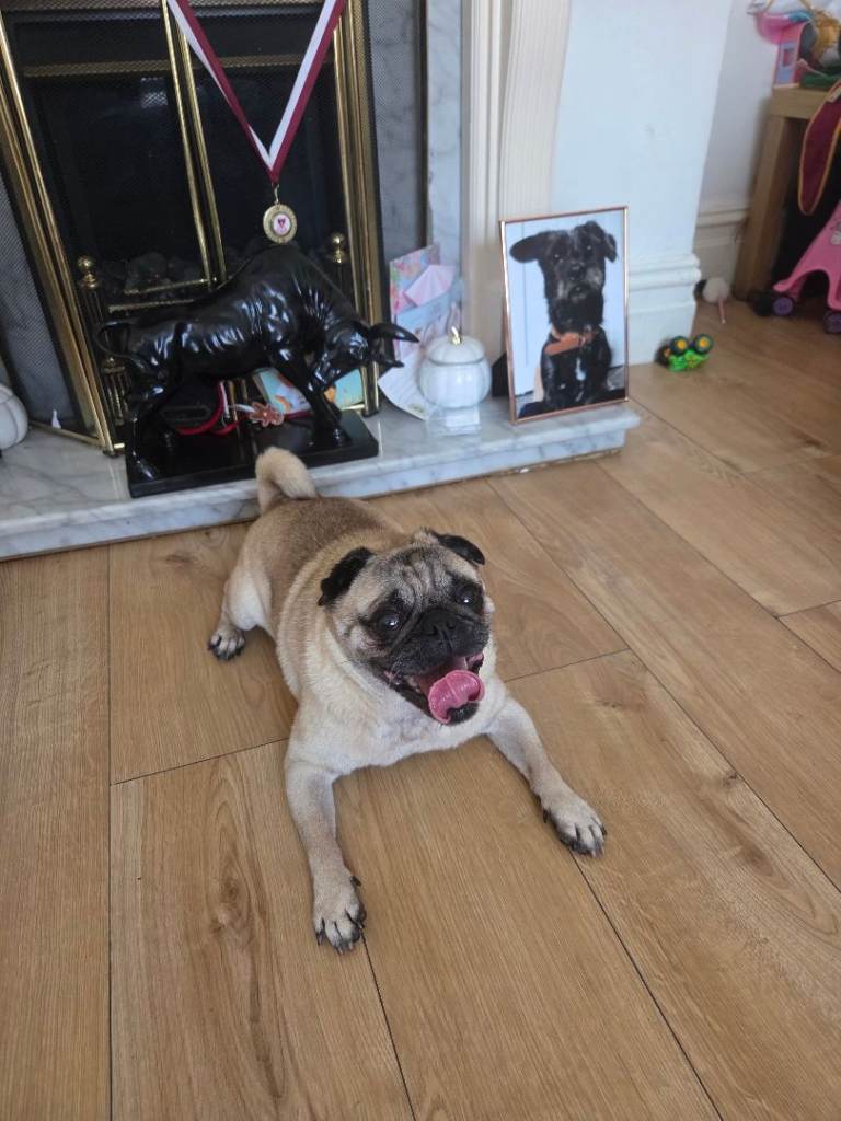 Pug for sale 