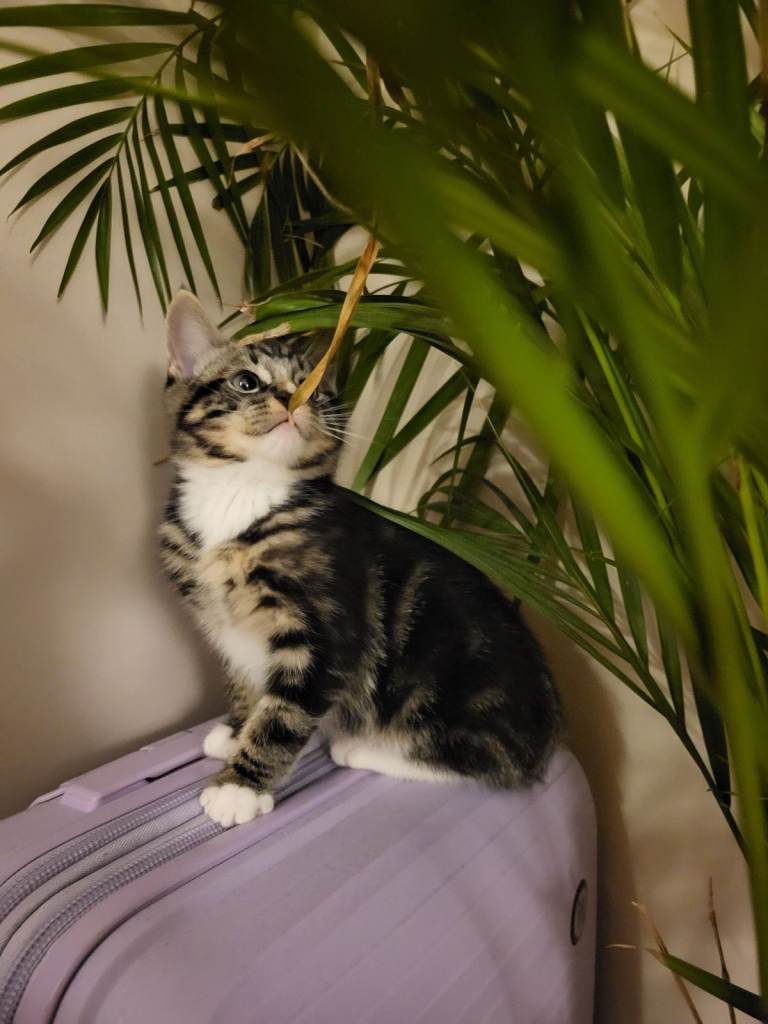 Adorable Kittens Looking for Their Forever Home!