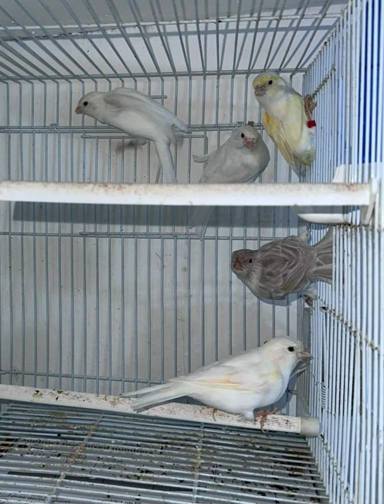 Canary