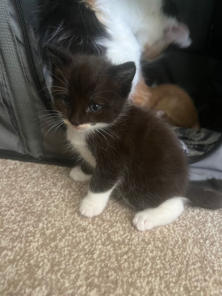 Kittens