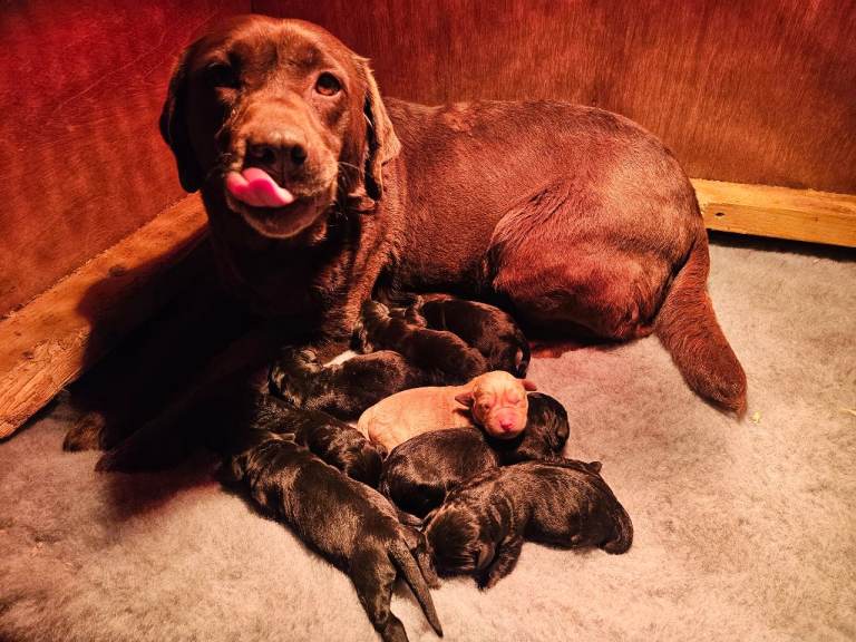 Labrador puppies 
