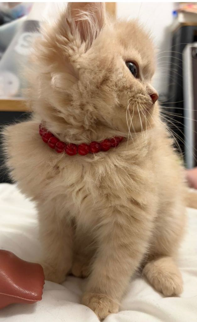 British shorthair X MAINE COON 