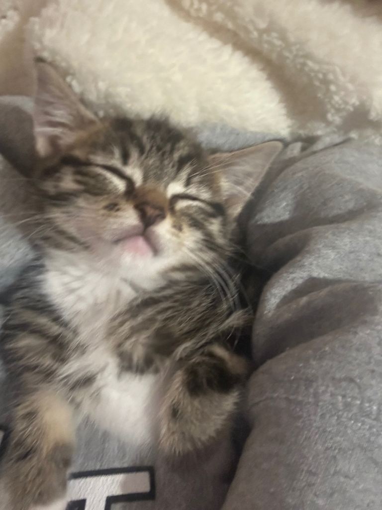 Ragdoll Kitten 9 weeks