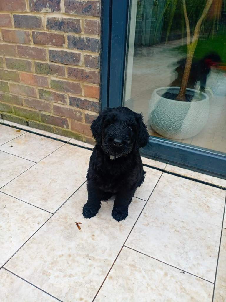 Giant Schnauzer KC registered puppies for sale