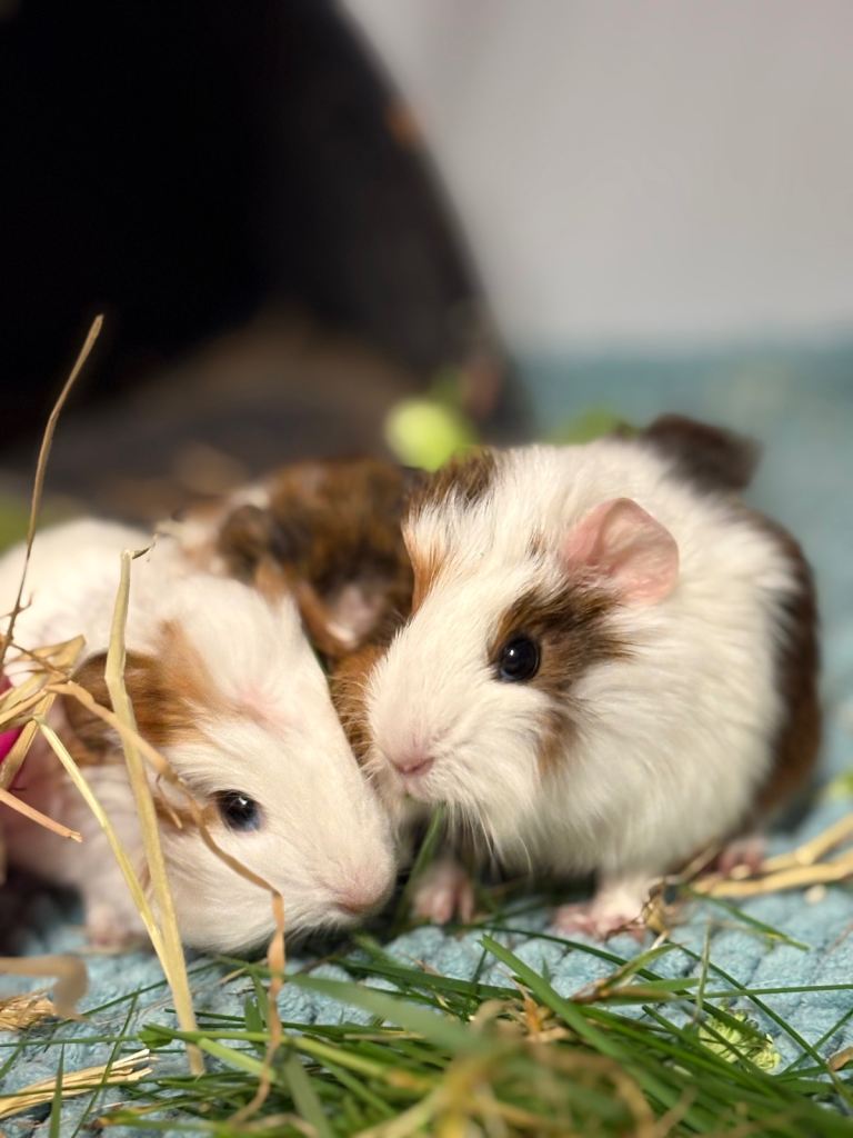 Guinea pig - 1 male and 1 female