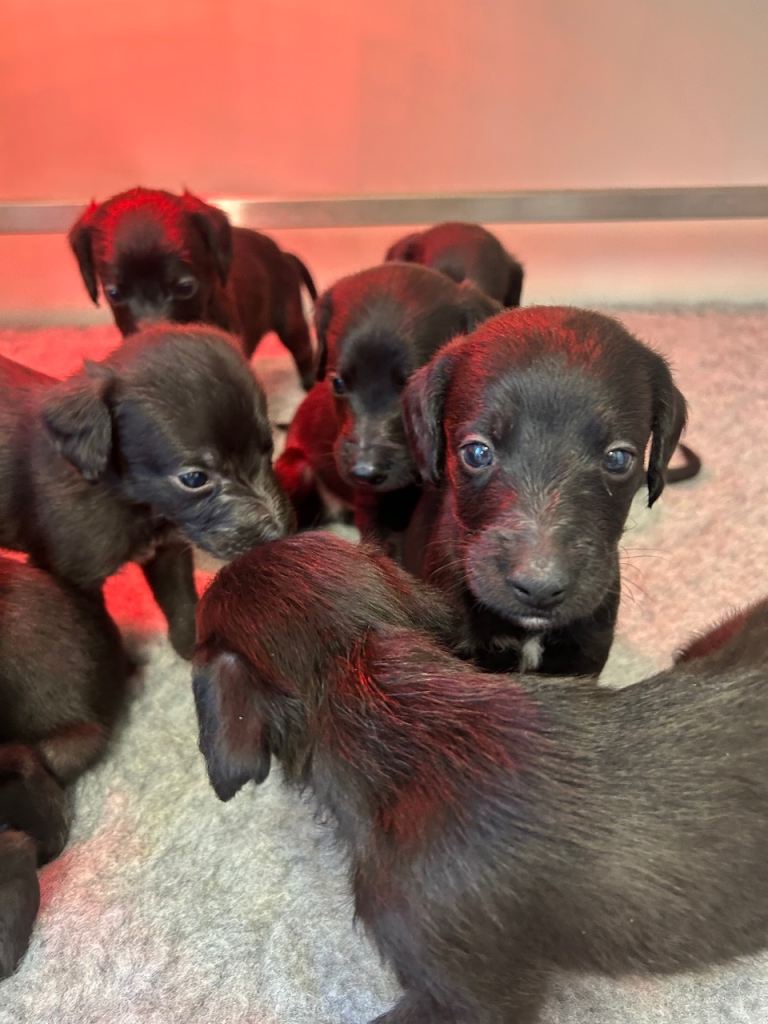 GENUINE BEDDY WHIPPETS 2 BOYS LEFT