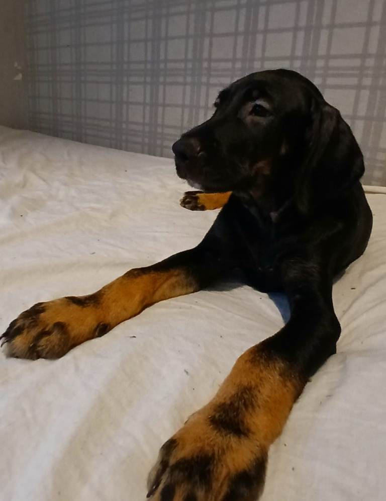 irish setter x puppies 