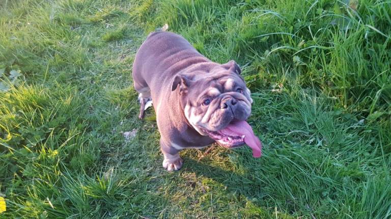 English bulldog female for sale