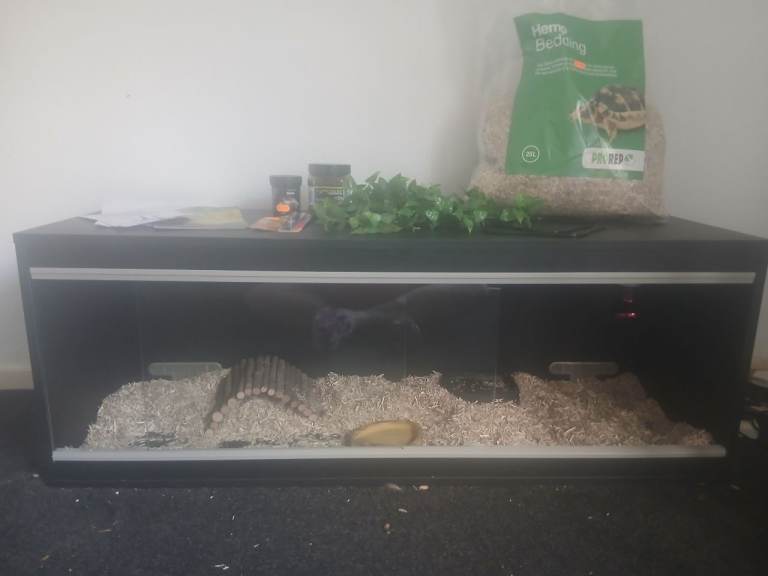 4ft vivarium with lights, food, bedding etc