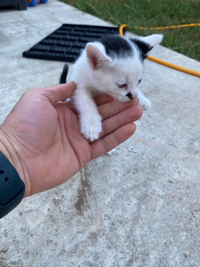 Kittens