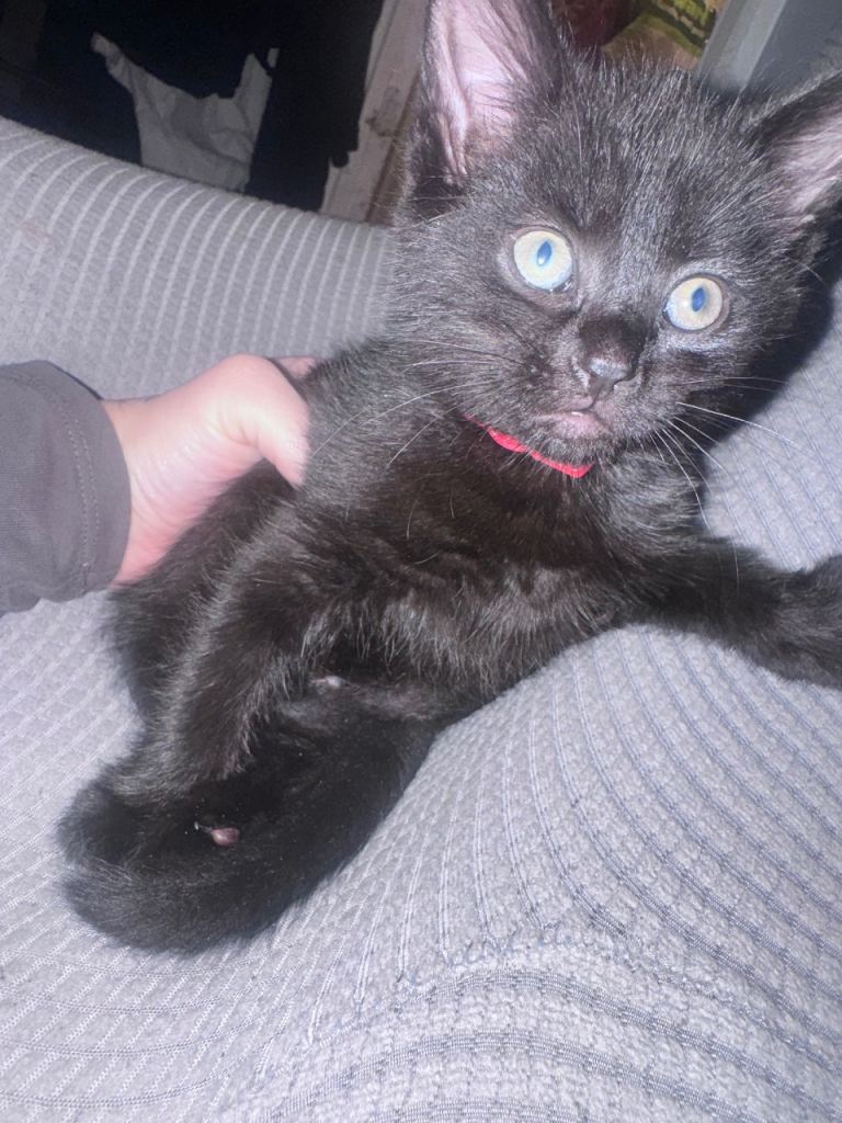 Male and Female kitten (Female Sold) 