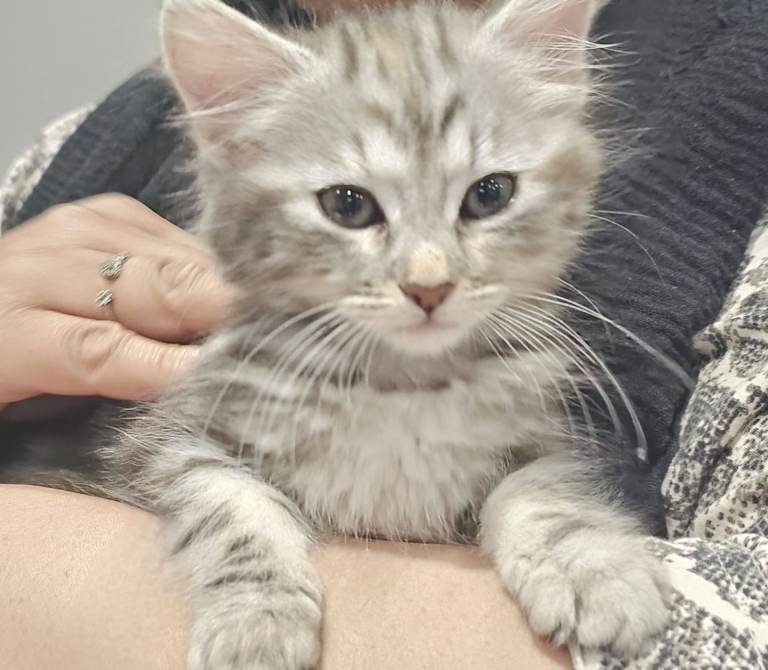 Kitten for sale 