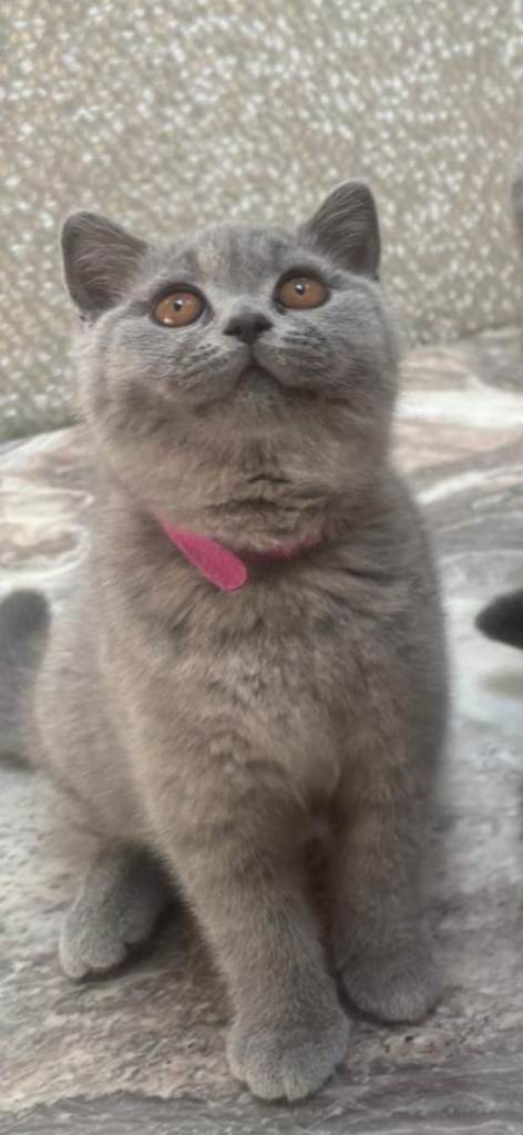 Stunning Adorable British Short Hair Kittens