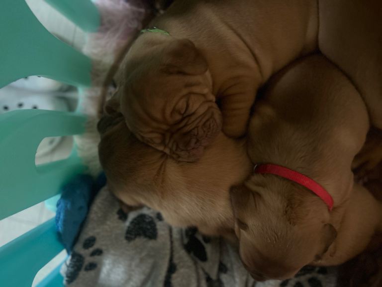 2 bitches left !!FULL KC PEDIGREE DOGUE DE BORDEAUX💗💙 