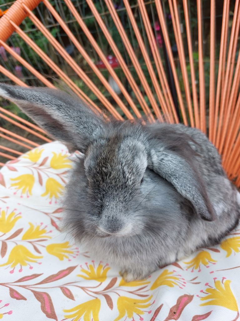 Male lionhead cross rabbits