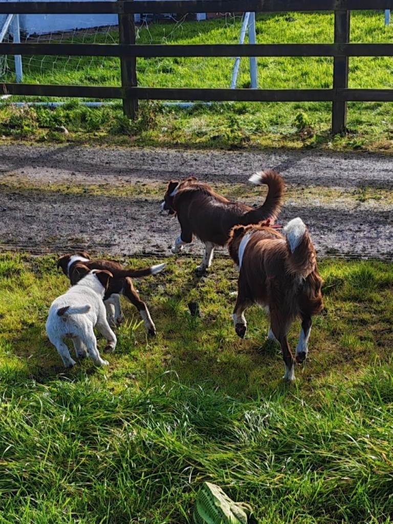 2 Brown and White Collie Dogs For Sale