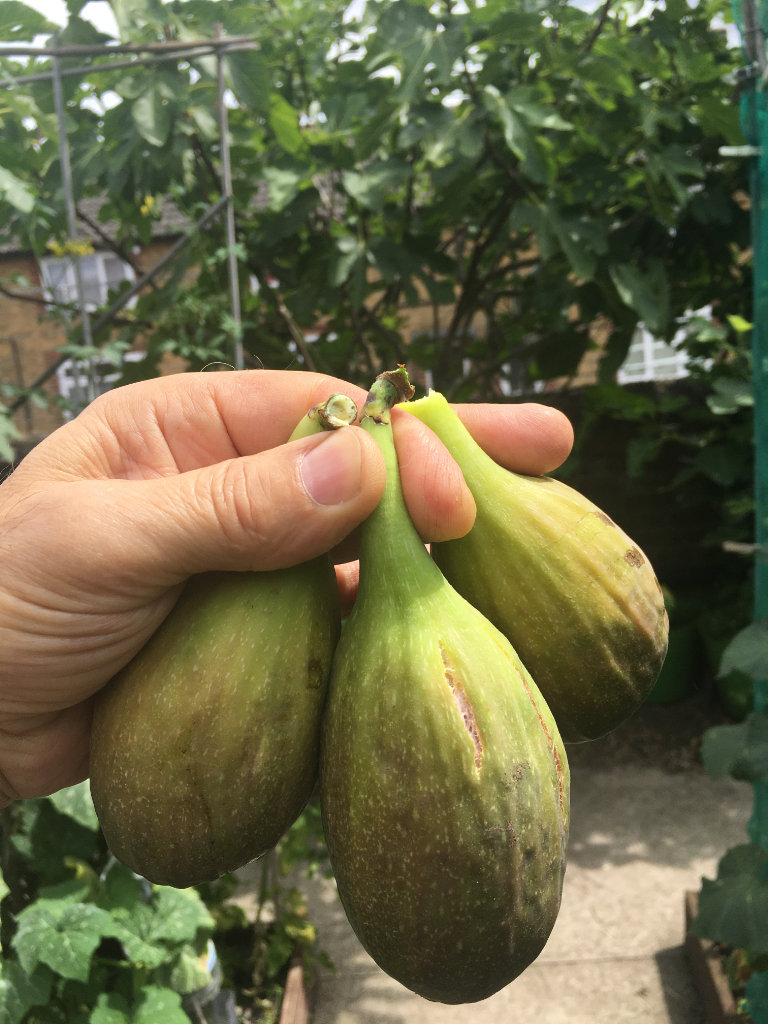 fig tree from Cyprus Longue D'aout producing sweet figs twice yearly in 5 litre pot