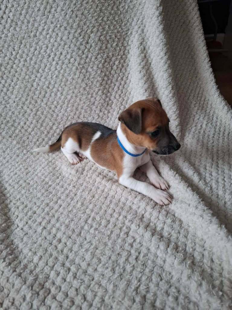 Jack Russell Pups 