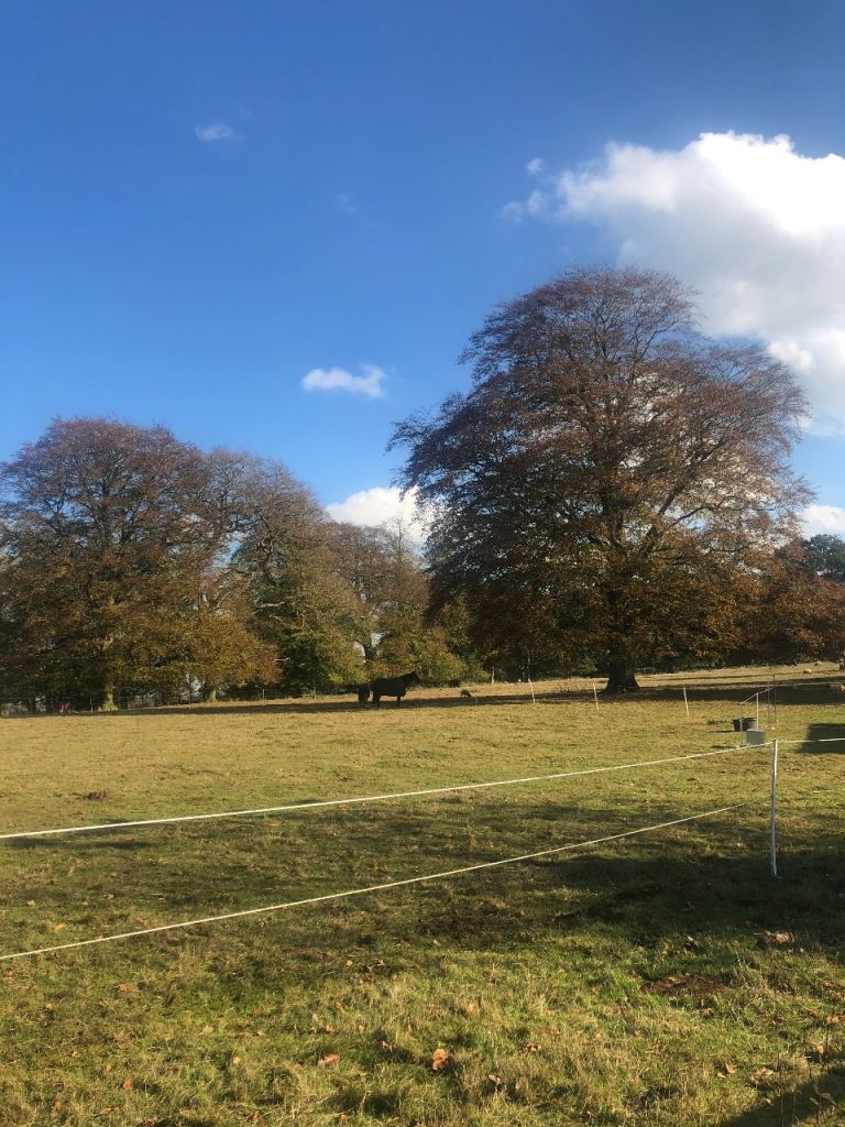 10 acre field for ponies/horses