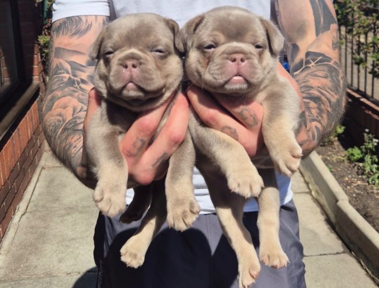 Fluffy French bulldogs