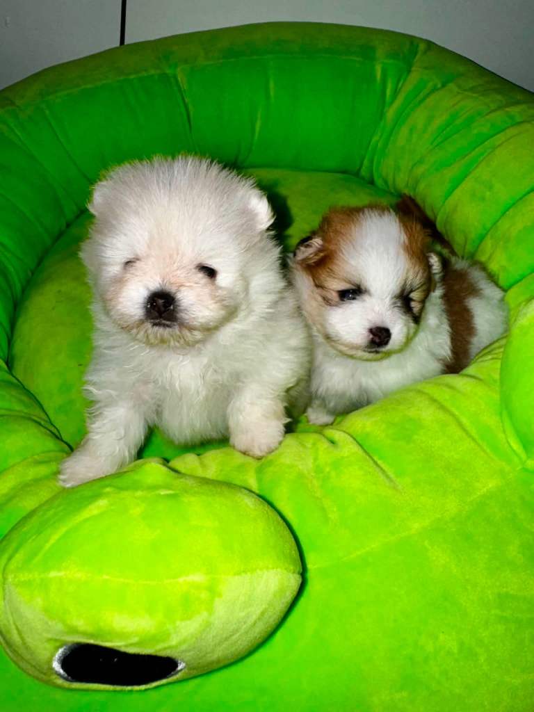Pomeranian puppy 