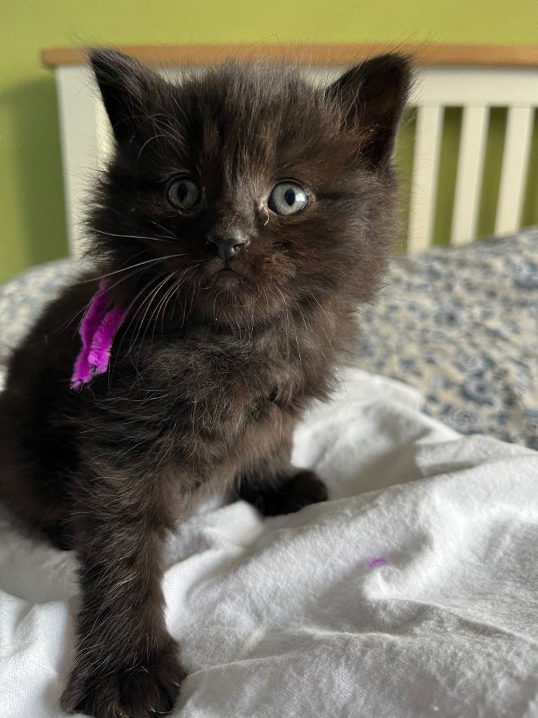 Kittens 