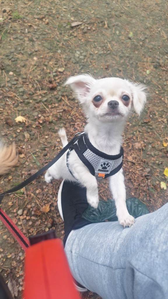 Long Haired Chihuahua girl