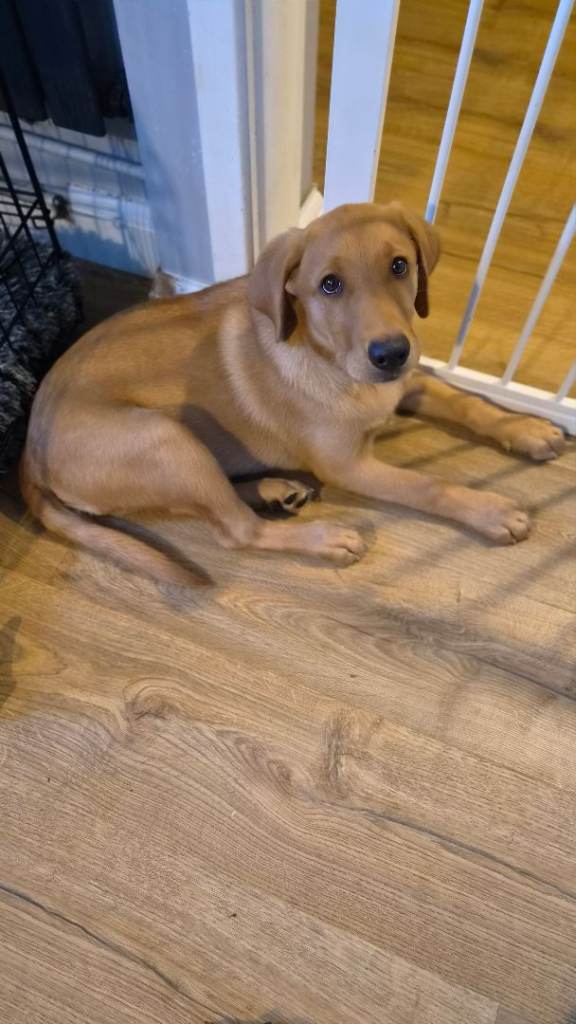 Labrador puppy