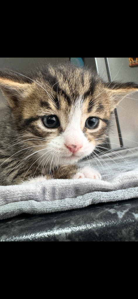 Kittens 