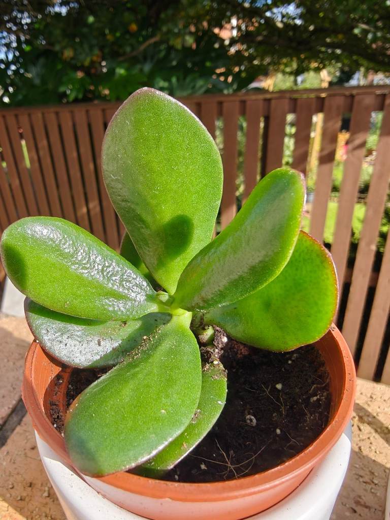 2x Healthy baby jade plants 