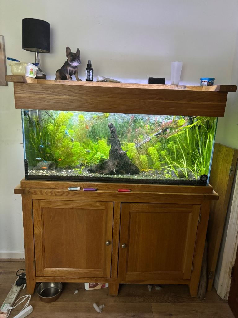 Full setup Oak fish tank 