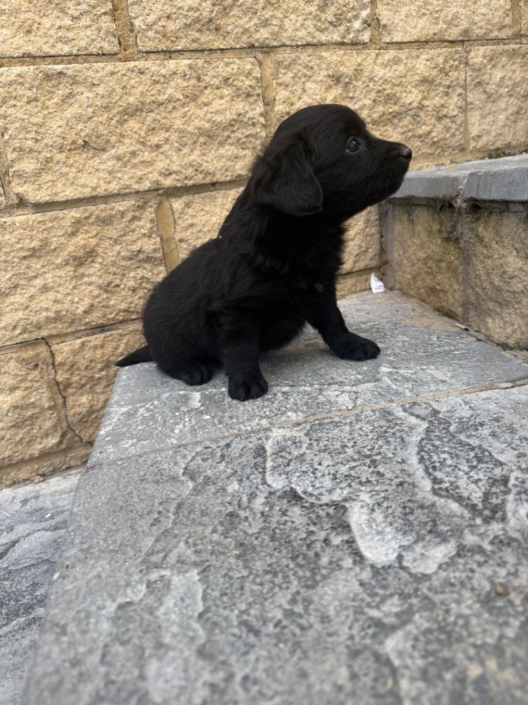 Labradoodle puppies 